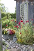 Old zinc tub planted with Bracteantha 'Red Purple' 'Sunbrella Orange'