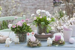 Oster - Tischdeko mit Bellis perennis ‘Tasso Strawberries & Cream’