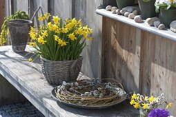 Narcissus 'Tete a Tete' (Narzissen) in Korb auf Bank, Kranz aus Salix