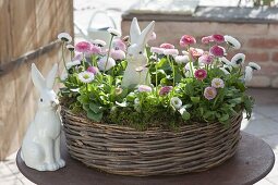 Bellis perennis 'Tasso Strawberries & Cream' (Daisy)