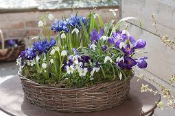 Early spring in purple-white planted basket wreath