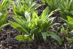 Wild garlic (Allium ursinum) in flower bed