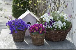 Spring in baskets: Aubrieta (blue cushion), Primula acaulis (primrose)