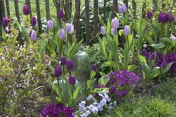 Tulipa 'Purple Prince', 'Holland Beauty' (tulips), Aubrieta (blue cushions)