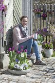 Gray bowl and pots with Tulipa 'Purple Prince' (tulip)