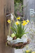 Salix and moss nest with Narcissus 'Tete a Tete'