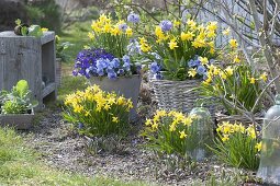 Frühlingserwachen in blau-gelb