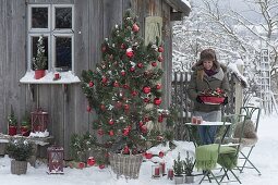 Pinus (Kiefer) als lebender Weihnachtsbaum mit Zapfen