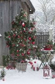 Pinus (Kiefer) als lebender Weihnachtsbaum mit Zapfen