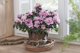 Rhododendron simsii 'Doberlug' (indoor azalea)