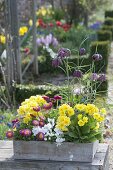 Spring in wooden boxes, Fritillaria meleagris