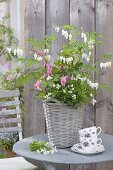 Dicentra spectabilis in pink and white with woodruff