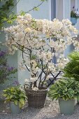 Rhododendron luteum 'Daviesii' (garden azalea, fragrant azalea)