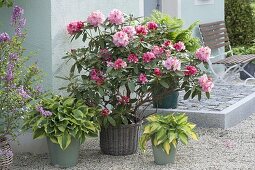 House entrance with rhododendron and funkies