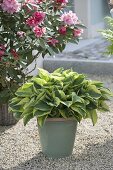 House entrance with rhododendron and funkies