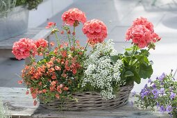 Pelargonium zonale Classic Line 'Noblesse' (Stehende Geranien)