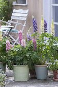 Terrasse mit Lupinen in Toepfen