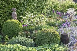 Beet mit Buxus (Buchs - Kugeln), Nepeta (Katzenminze)