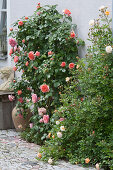 Roses on the house wall