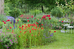 Early summer garden with poppy