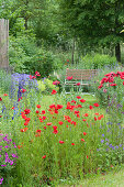 Early summer garden with poppy