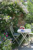 Kleiner Sitzplatz mit Rosa 'Pauls Himalayan Musk'