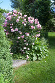 Rosa 'Bonica 82' (small shrub rose), often flowering