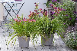 Hemerocallis cultorum 'Little Fellow' right, 'Summer Wine' left