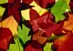 Colourful autumn leaves with light from behind