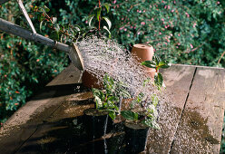 Fuchsias cutting propagation