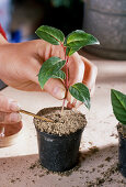 Fuchsias cutting propagation