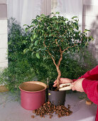 Ficus wiandii von Erde auf Hydrokultur umstellen