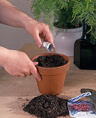 Sowing Impatiens walleriana (6/10)