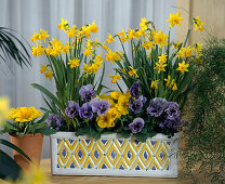 Narcissus 'Tete A Tete', Viola wittrockiana