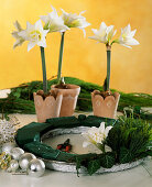 Step sequence to advent table wreath with Amaryllis hippeastrum
