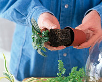 Bottle garden planting