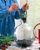 Bottle garden planting