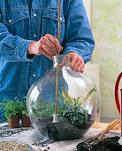 Bottle garden planting