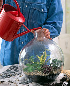 Bottle garden planting