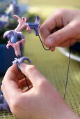 Hyacinth flowers fanned out on a wire in the shape of a heart