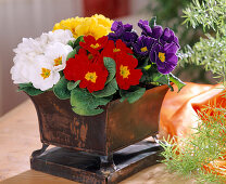 Plant an iron bowl with Primula acaulis
