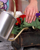 Plant iron bowl with Primula acaulis 4th step