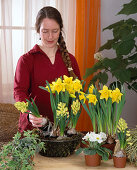 Iron basket planted with daffodils, hyacinths and primroses