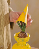 Growing hyacinths on a glass of water