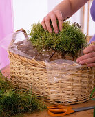 Plant basket with crocus, narcissus, tulips