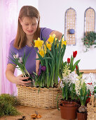 Basket with crocus, daffodil, tulips and