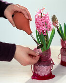 Hyacinths as a gift