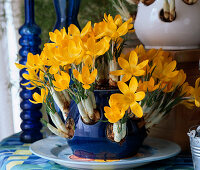 Crocus vernus in crocus pot