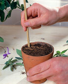 Streptocarpus saxorum head cuttings propagation