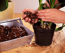 Step 3: Inserting orchid And with substrate